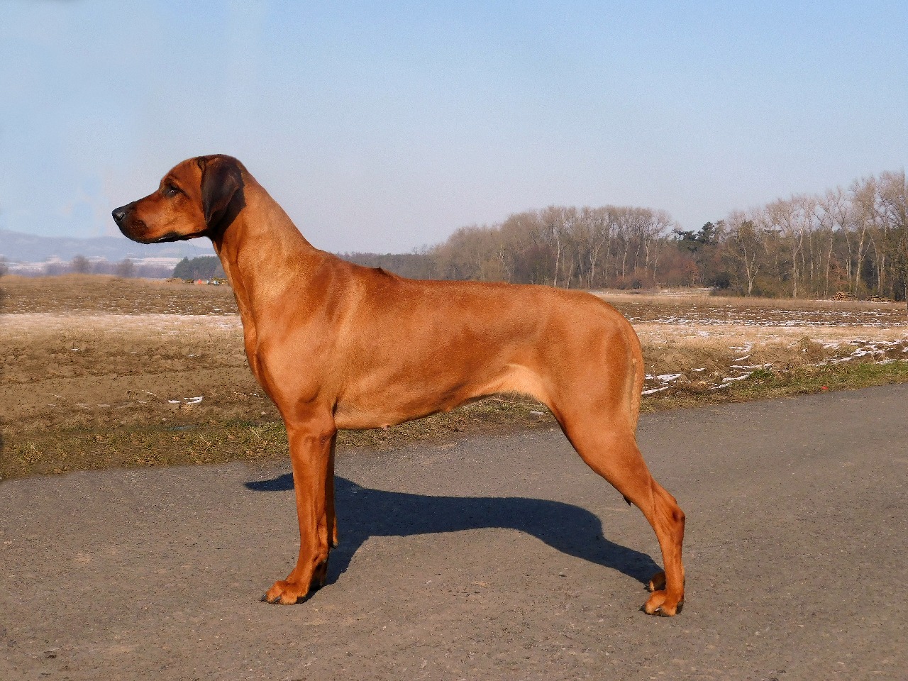 Elisa Masai Mara Minor Bohemia :: Rhodesian Ridgeback